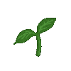 Order Plants for Pickup