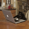shiftyzooming