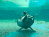 Charity for turtles allergic to the sea