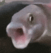 Real image of Silymonke!!!!!!!