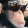 silly monke