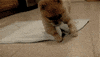 puppys
