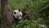 Pandas Input - Ouput