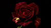 Heal your Shadow - Channeled Love Letters