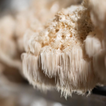 Mushroom Extracts - Code MOBILITYFITNESS