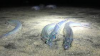 Grunion Run 2025 | So Cal Beach Communities
