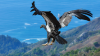 Wingspan