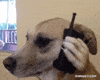 Brain Training for Dogs