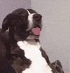Secrets to Dog Training