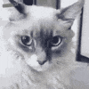 Cat Language Bible (TM) How to Finally Speak Cat!