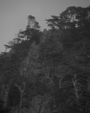 Wind Shaped the Tree - Spiritus Harmoniae - Artist Talk