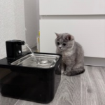 Masi’s water fountain! Get 10%off using our code :10MASICAT