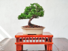 Catálogo: Mau Bonsai