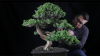 Grupo de Facebook: Mau Bonsai