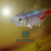 ALTARIUM - INVOCATION