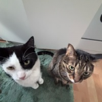 Felix and Matroskin on TikTok 💓