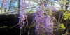 lifeform.tv