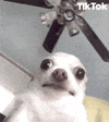 Breaklyfans (TikTok)