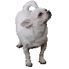 Chiquita’s TikTok