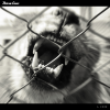 Lion - new single OUT NOW