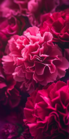 Je veux préserver mon bouquet