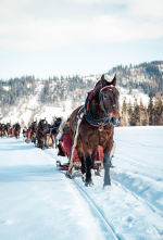 Dec. 12-13. Lovasszánozás Zakopane🐎🛷🏔️🌲