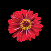 BLOOMSPARK STUDIO | Virtual Assistant Services | BLOOMING SOON!