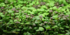 Microgreens: Nutrient Dense Food
