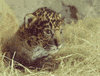 Northern Jaguar Project