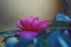 Buy Prints, Canvas, Merch, and More on Fine Art America