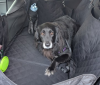Premium Dog Car Seat Cover