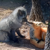 Stop Fur Markets