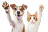 Best cat and Dog  Products