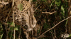 Northern Jaguar Project