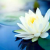 Sow A Seed To the Lotus Life Program
