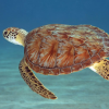 Defend Endangered Species