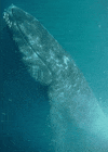 Norway For Whales