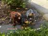 Dachshund