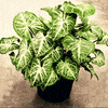 Plant Art Lab