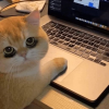 ⭐️ Nhóm chat Livestream Tiktok
